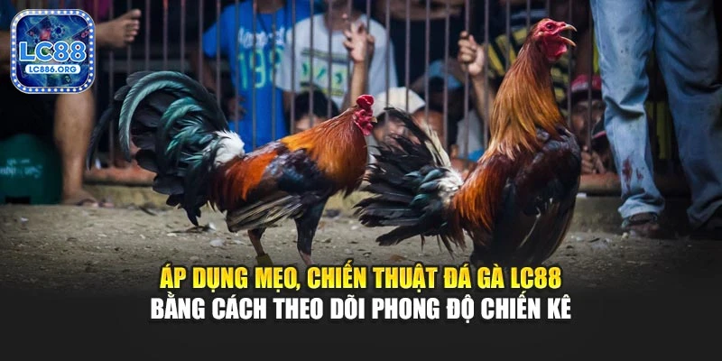 Áp dụng mẹo, chiến thuật đá gà LC88 bằng cách theo dõi phong độ chiến kê