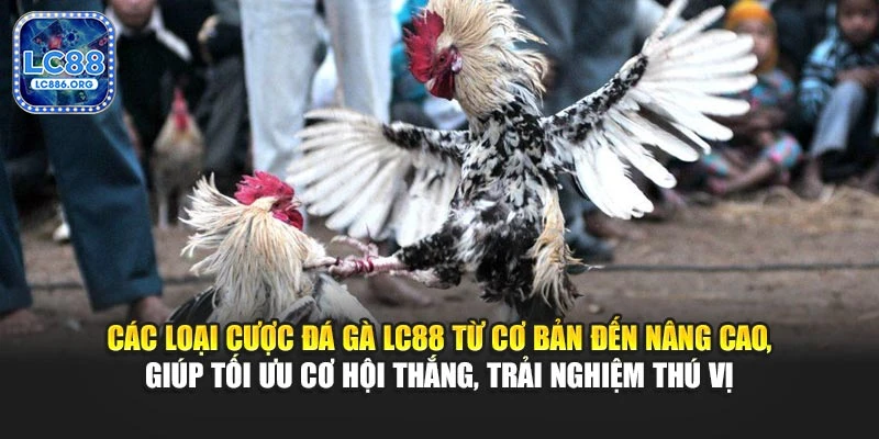 Các loại cược đá gà LC88 từ cơ bản đến nâng cao, giúp tối ưu cơ hội thắng, trải nghiệm thú vị