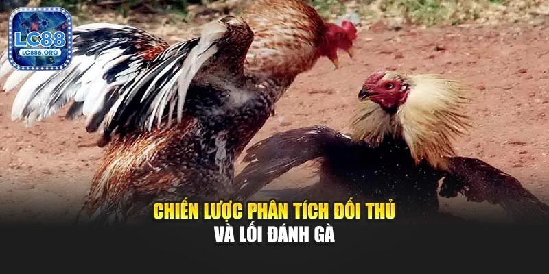 Chiến lược phân tích đối thủ và lối đánh gà