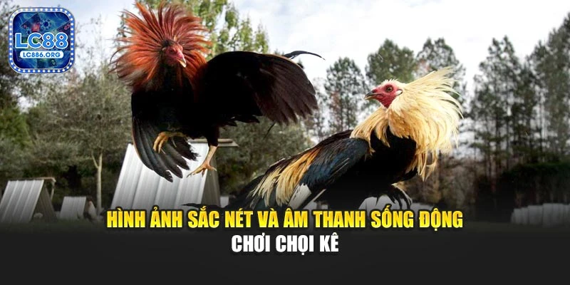 Hình ảnh sắc nét và âm thanh sống động chơi chọi kê
