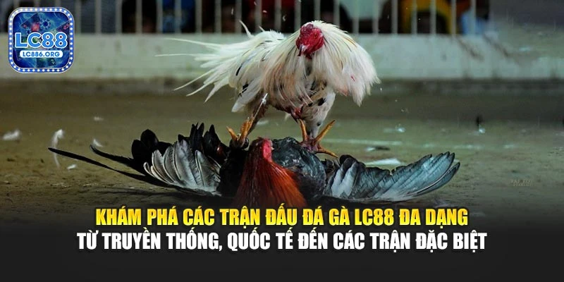 Khám phá các trận đấu đá gà LC88 đa dạng từ truyền thống, quốc tế đến các trận đặc biệt