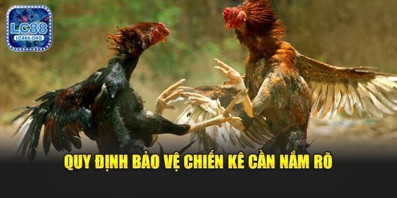 Quy định bảo vệ chiến kê cần nắm rõ