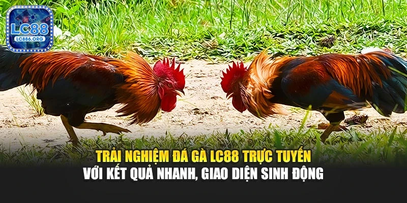 Trải nghiệm đá gà LC88 trực tuyến với kết quả nhanh, giao diện sinh động